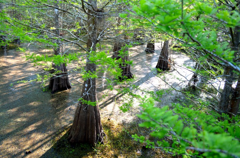 Now, this does not look like SWFL! Am I on the set of Twilight?