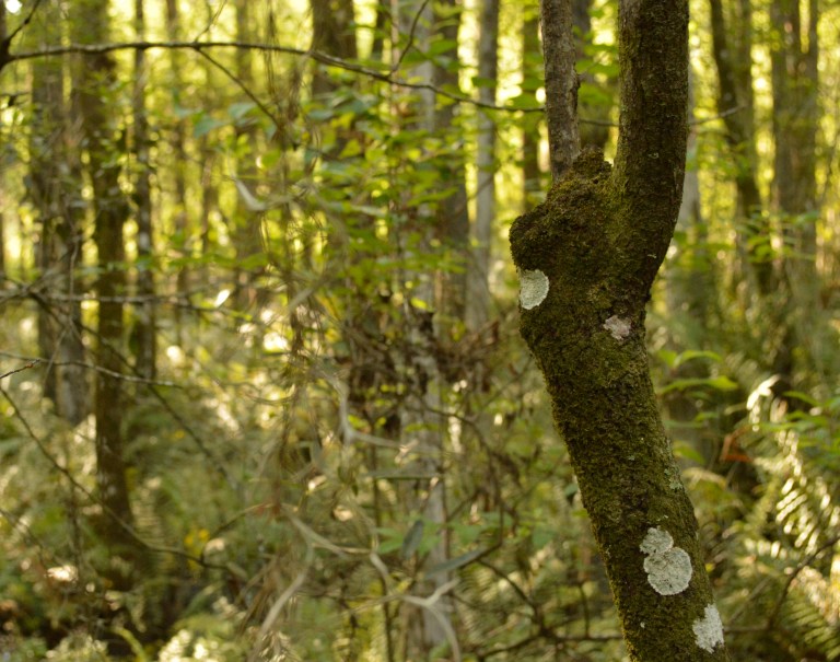 The moss-covered trees were just wonderful.