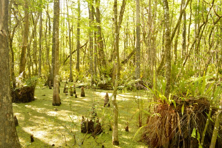 Wait...am in in New Zealand? Nope, just another hidden treasure in SWFL!