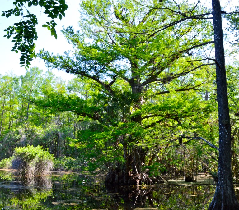 Oh, excuse us...we traveled to Asia to find this Bonsai resembled tree. NOT! SWFL wins again.