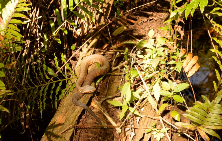 Say hello to Mr. Cottonmouth Snake.