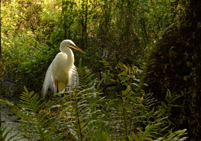 Now she was a beauty--White Heron.