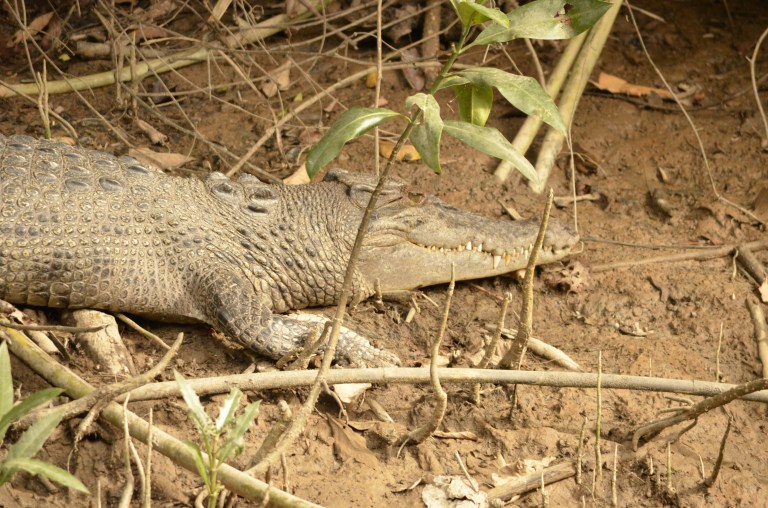 Crikey Matey! It is Elizabeth the female croc!