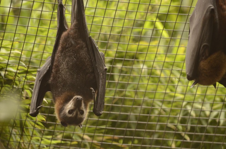 I love these little fruit bats. They have the cutest most furriest heads. 
