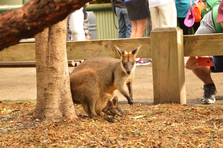 Momma Wallaby and her Joey!
