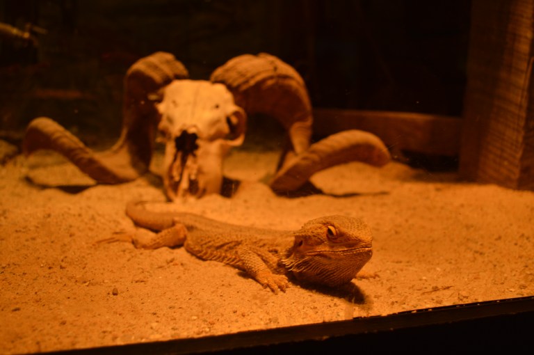 Blue Bearded Dragon. 