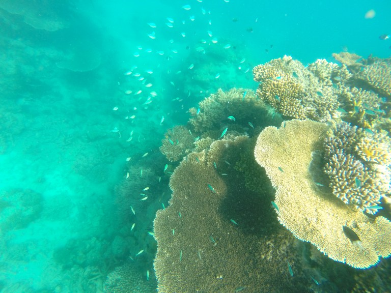 Here fishy fishy fishy....