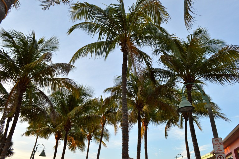 You simply cant get enough of the Palm Trees down here. I grew up with them and I still love them. They just relax you. 