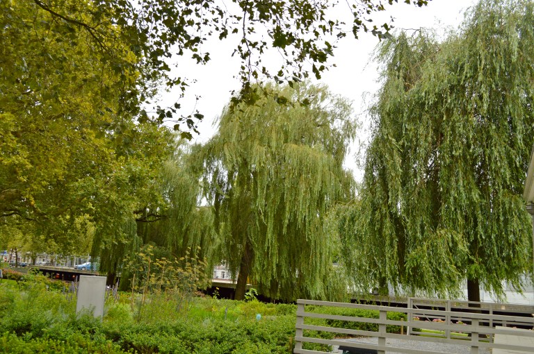 I absolutely fell in love with the willow trees! Until this point, I had only read about them.