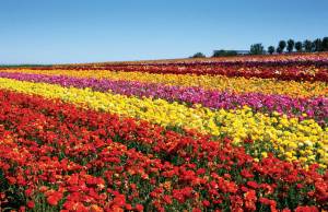 CARLSBAD FLOWER FIELDS, Photo Provided by: SanDiegan.com