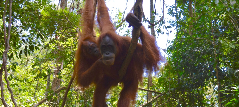 Orangutan Trekking: Bukit Lawang, Indonesia