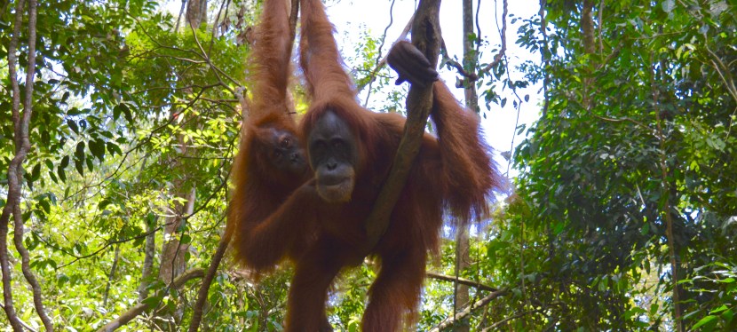 Orangutan Trekking: Bukit Lawang, Indonesia
